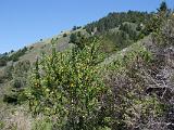 Mt Tamalpais SP 07